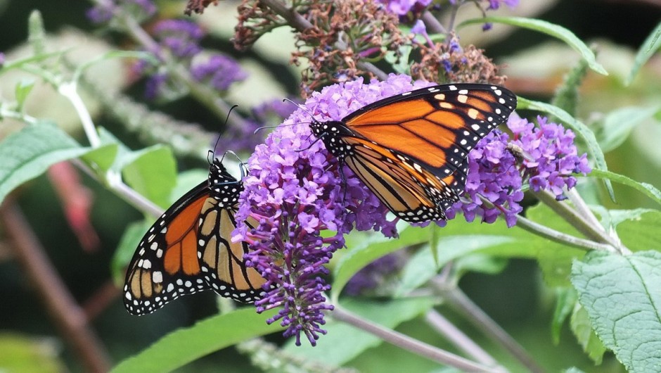 Monarch Butterflies on Butterfly Bush