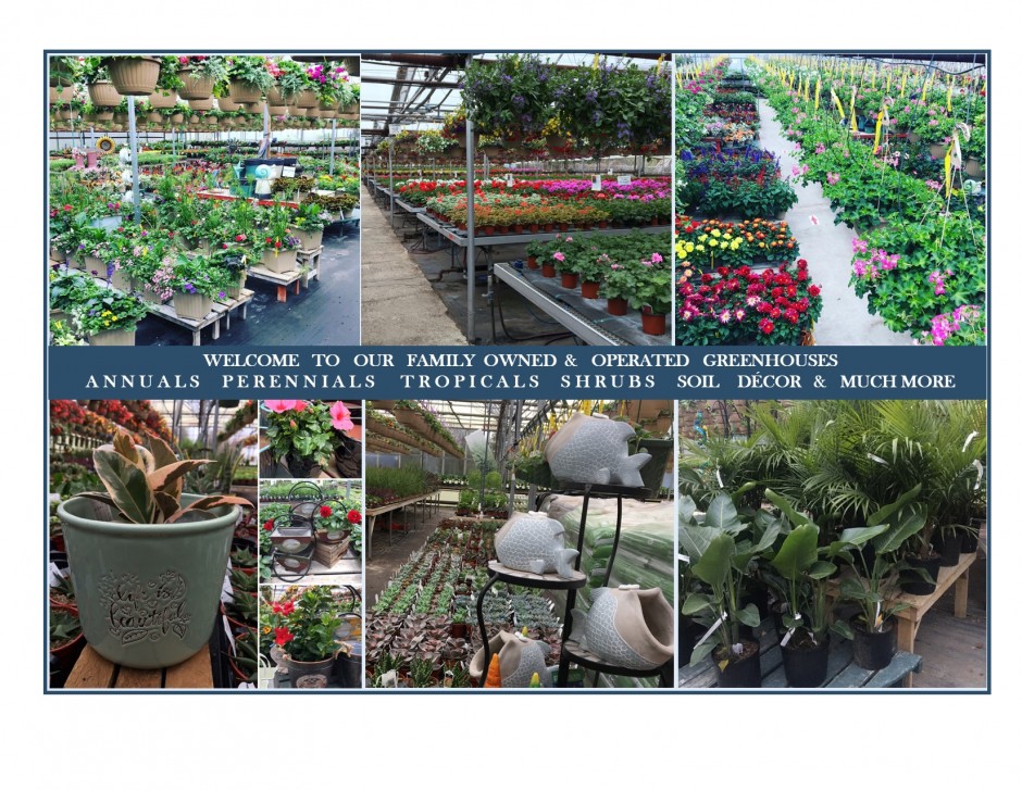 to Alton Greenhouse & Garden Centre Alton Greenhouses